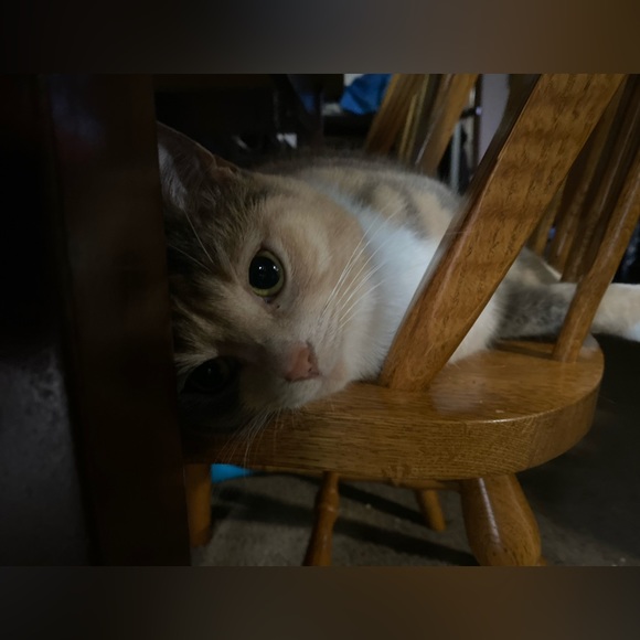 Meet your Posher, Lexi - Picture 6 of 8